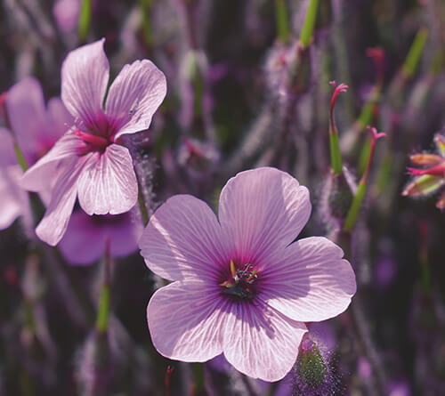 Caparol Spalvų tendencijos 2022