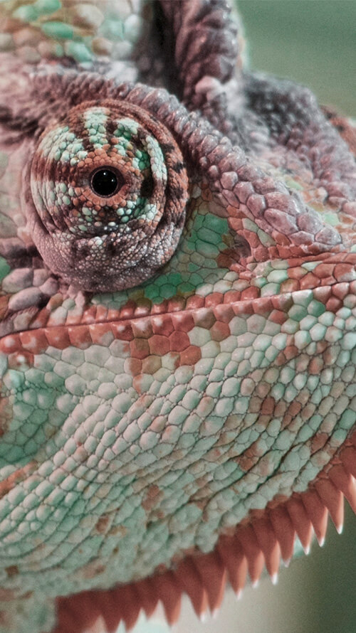 Paprastumas. Pokytis.